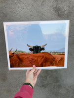 "Rosa the Cow" 11x14 Print